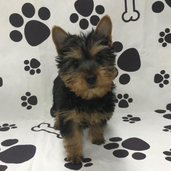 Silky Terrier-DOG-Male-Black/Tan-2930-Petland Woodlands, TX