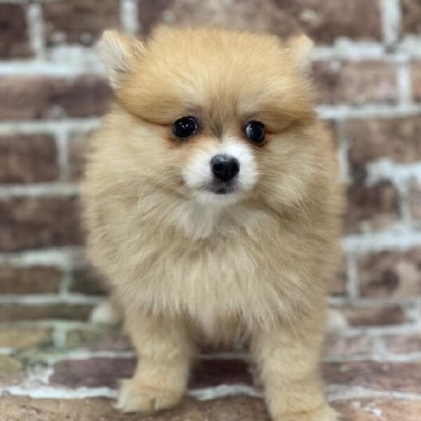 Pomeranian-DOG-Female-chlt sbl-436-Petland Woodlands, TX