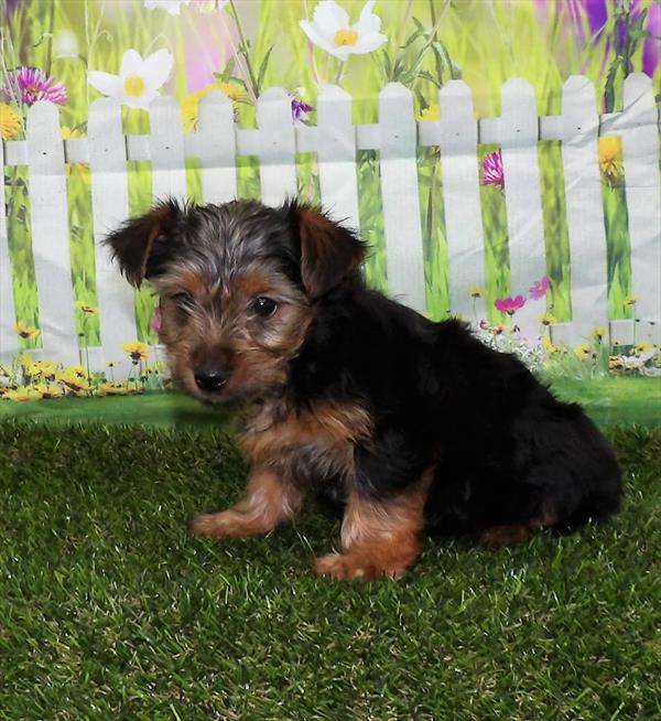 Yorkie-DOG-Male-Black / Tan-2973-Petland Woodlands, TX