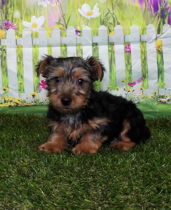 Yorkie-DOG-Male-Black / Tan-2974-Petland Woodlands, TX