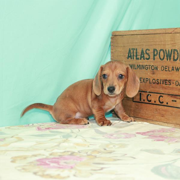 Dachshund-DOG-Male-Red-2975-Petland Woodlands, TX