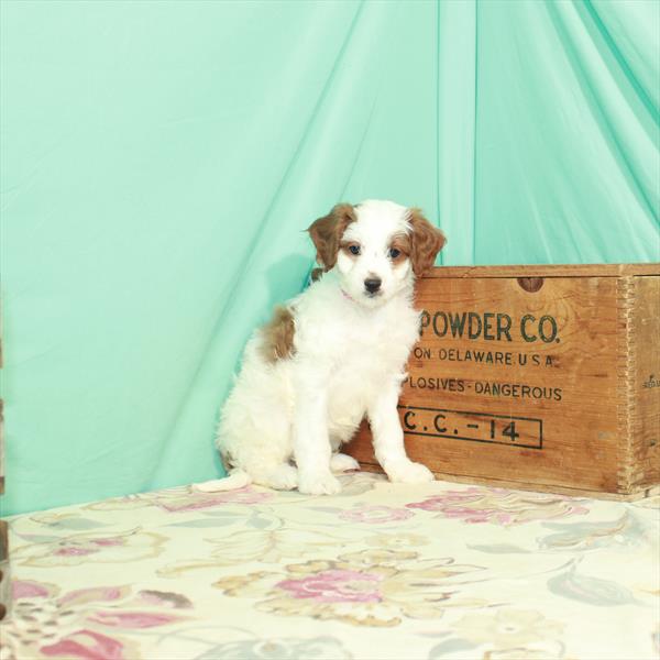 Cavapoo DOG Male Blenheim / White 2976 Petland Woodlands, TX