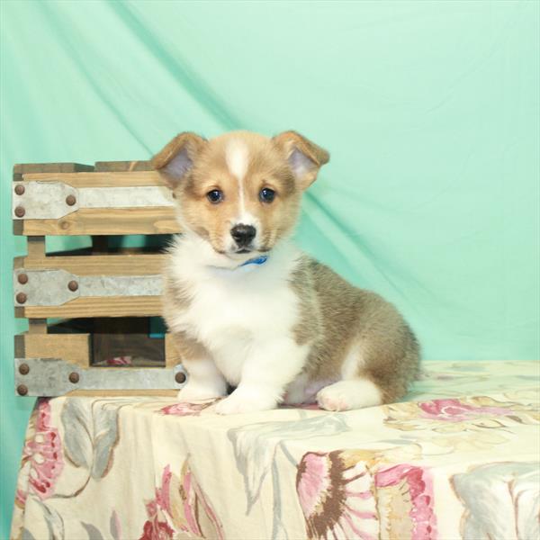 Pembroke Welsh Corgi-DOG-Male-Red-2979-Petland Woodlands, TX