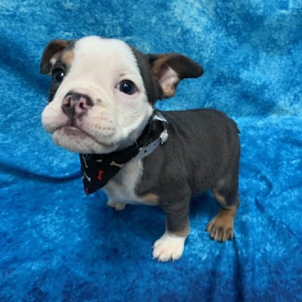 English Bulldog-DOG-Female-Black/White/Tan-643-Petland Woodlands, TX
