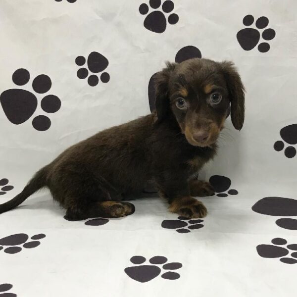Dachshund-DOG-Male-Chocolate w/white-2984-Petland Woodlands, TX