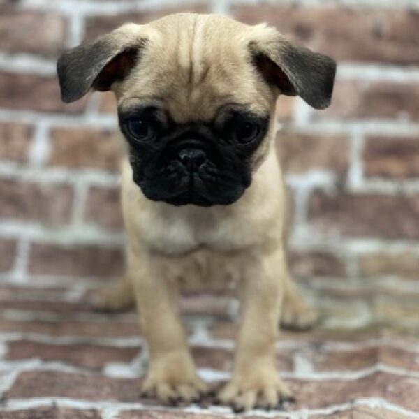 Pug-DOG-Male-fawn-437-Petland Woodlands, TX