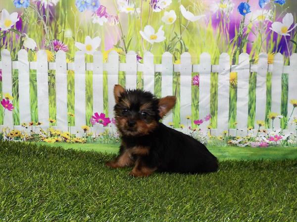 Silky Terrier-DOG-Male-Black / Tan-2986-Petland Woodlands, TX