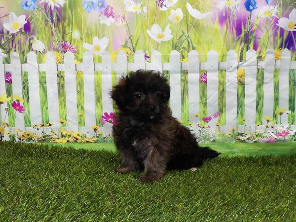 Yorkie-Poo-DOG-Female-Brindle-2987-Petland Woodlands, TX