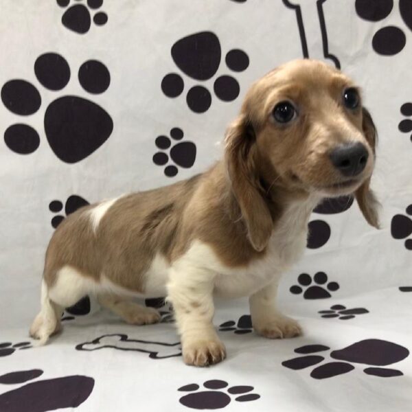 Dachshund-DOG-Female-Chocolate / Tan-2991-Petland Woodlands, TX