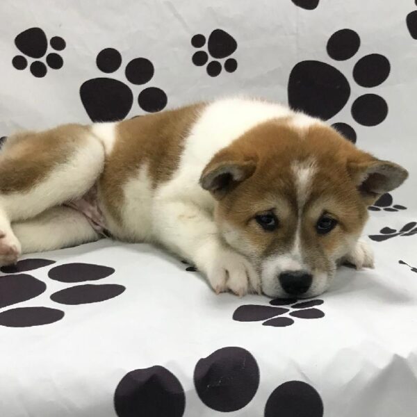 Shiba Inu-DOG-Male-Red-2990-Petland Woodlands, TX