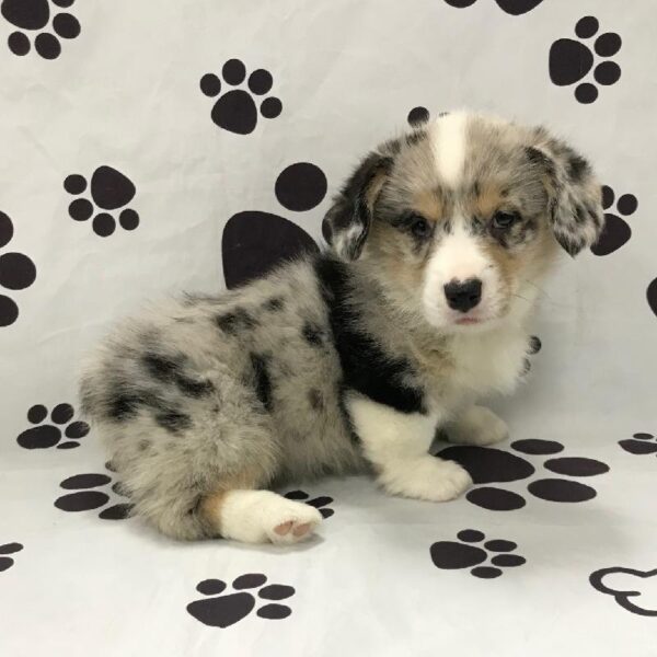 Amer Corgi-DOG-Female-Blue Merle / Tan-2992-Petland Woodlands, TX