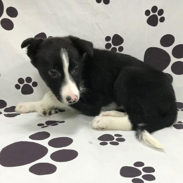 Border Collie-DOG-Male-Black / White-2985-Petland Woodlands, TX