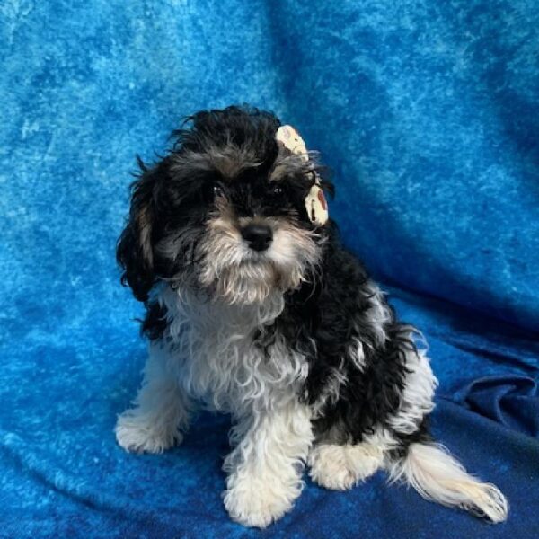 Cavachon-DOG-Female-Black/White/Tan-618-Petland Woodlands, TX