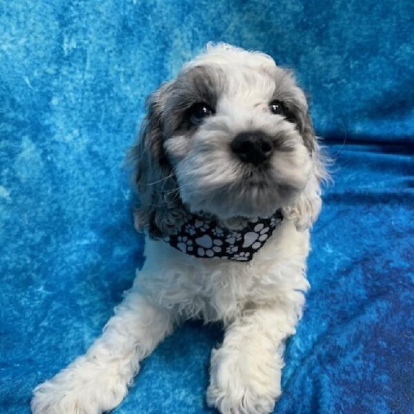 Cockapoo-DOG-Male-Blue/Merle/White-605-Petland Woodlands, TX