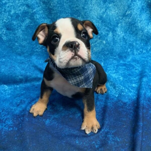 English Bulldog-DOG-Male-Black/White-642-Petland Woodlands, TX
