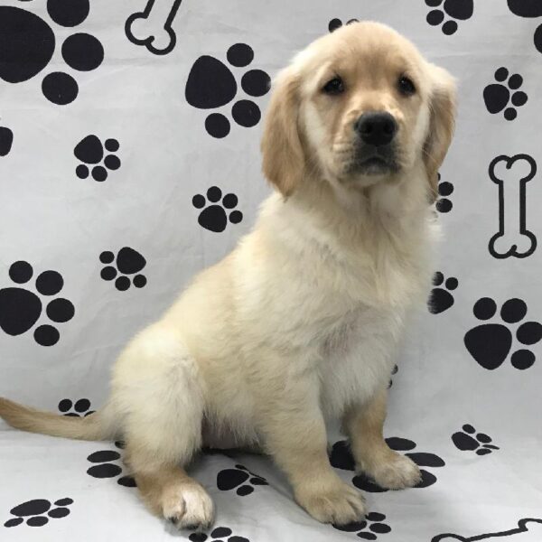 Golden Retriever-DOG-Female-Golden-3054-Petland Woodlands, TX