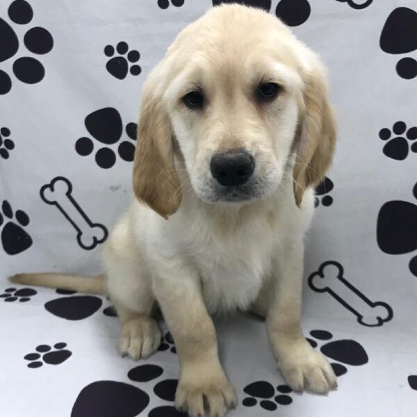 Golden Retriever-DOG-Male-Golden-3053-Petland Woodlands, TX