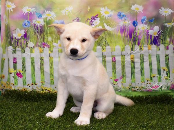 Shiba Inu-DOG-Male-Cream-3065-Petland Woodlands, TX