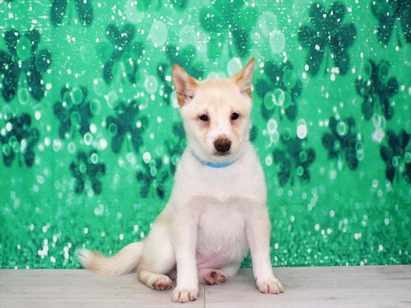 Shiba Inu-DOG-Female-Cream-3066-Petland Woodlands, TX
