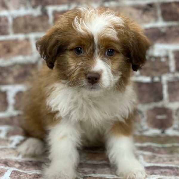 Aussiedoodle-DOG-Female-Red and White-456-Petland Woodlands, TX