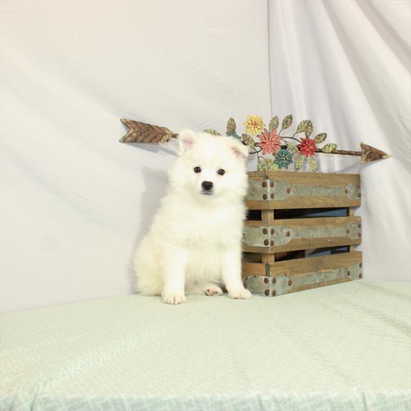 American Eskimo Dog-DOG-Male-White-3070-Petland Woodlands, TX