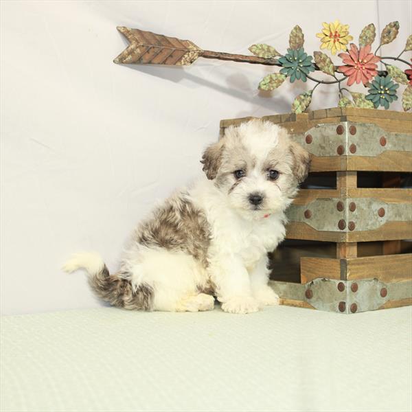 Teddy Bear-DOG-Male-Gold Sable-3072-Petland Woodlands, TX