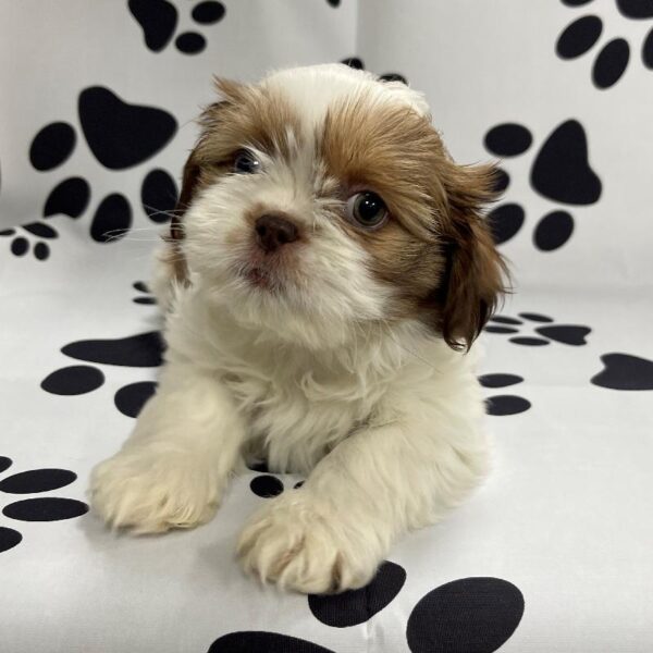Shih Tzu-DOG-Male-GWP-3107-Petland Woodlands, TX