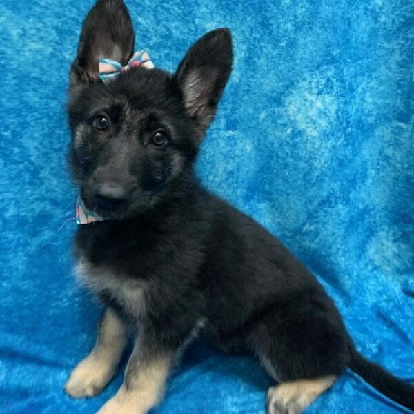 German Shepherd-DOG-Female-Black/Tan-623-Petland Woodlands, TX