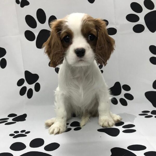 Cavalier King Charles Spaniel-DOG-Female-Blenheim / White-3068-Petland Woodlands, TX