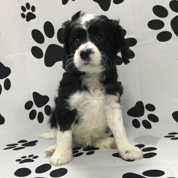 Cavapoo-DOG-Male-White / Black-3069-Petland Woodlands, TX
