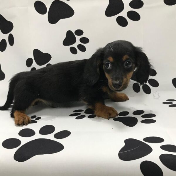 Dachshund-DOG-Male-Black & Tan-3108-Petland Woodlands, TX