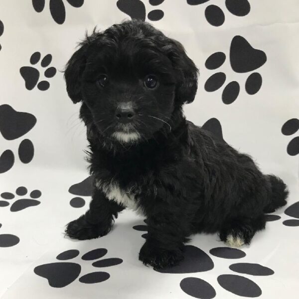 Havanese-DOG-Male-Black & White-3105-Petland Woodlands, TX