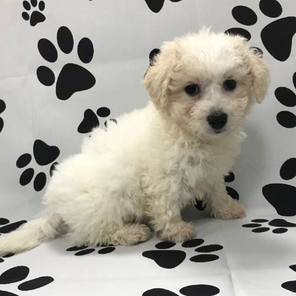 Bichon-DOG-Female-White-3106-Petland Woodlands, TX