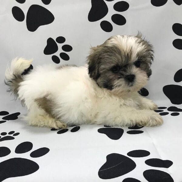 Lhasa Apso-DOG-Female-GWP-3103-Petland Woodlands, TX