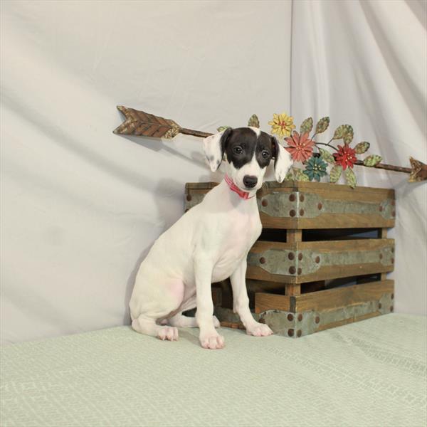 Italian Greyhound-DOG-Female-White / Seal-3109-Petland Woodlands, TX