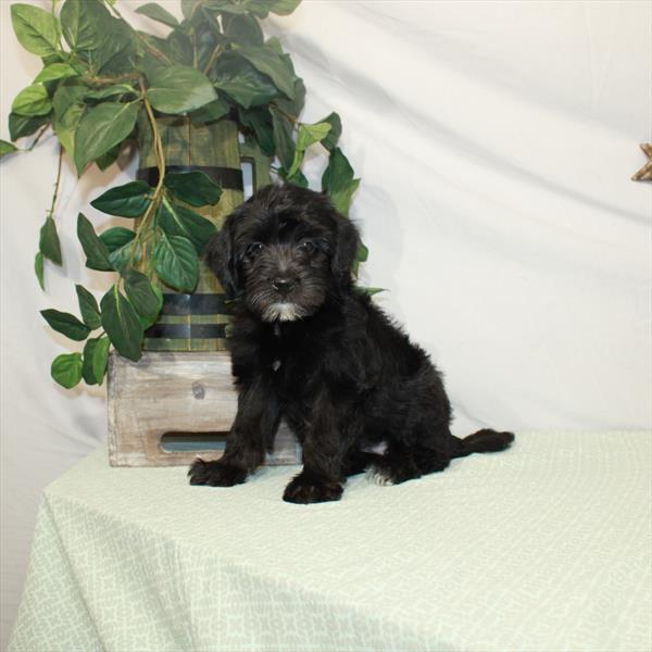 Mini Labradoodle-DOG-Female-Black-3110-Petland Woodlands, TX
