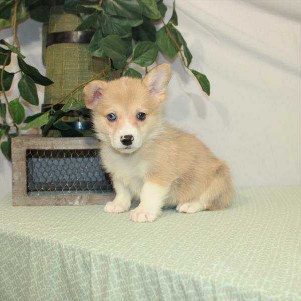 Pembroke Welsh Corgi-DOG-Female-Red Merle / White-3112-Petland Woodlands, TX