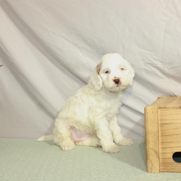 Goldendoodle 2 Gen-DOG-Female-White / Red-3113-Petland Woodlands, TX