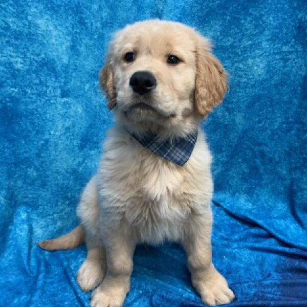 Golden Retriever-DOG-Male-Golden-581-Petland Woodlands, TX