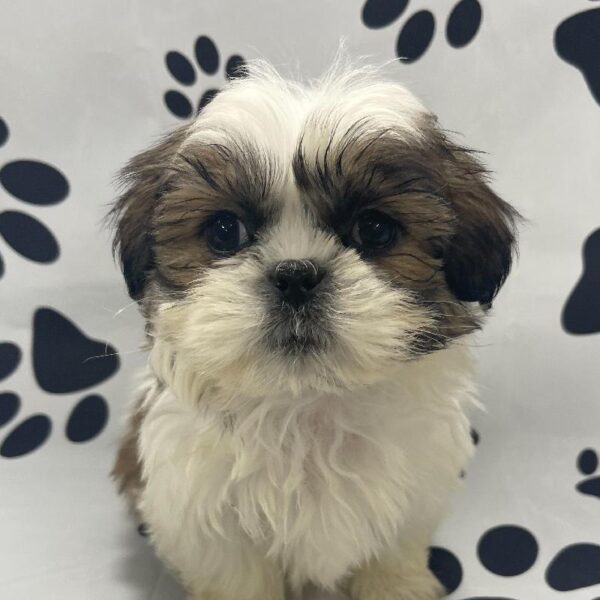 Shih Tzu-DOG-Male-GWP-3148-Petland Woodlands, TX