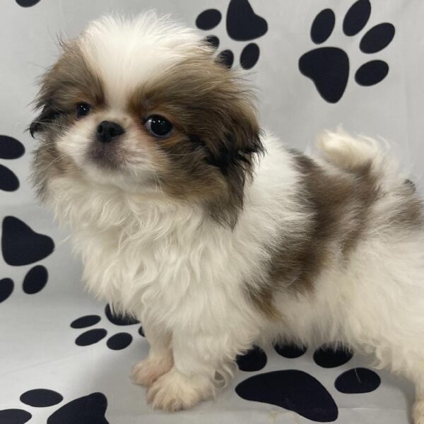 Japanese Chin-DOG-Male-SW-3149-Petland Woodlands, TX