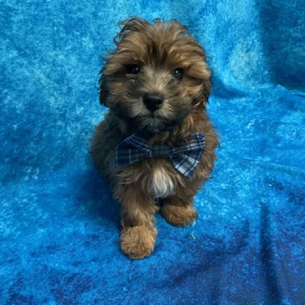 Havapoo-DOG-Male-Chocolate-588-Petland Woodlands, TX