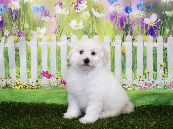 Bichon-Poodle-DOG-Female-Cream-3153-Petland Woodlands, TX