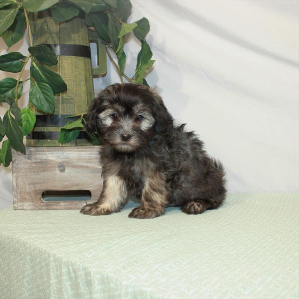 Havanese-DOG-Male-Silver Sable-3154-Petland Woodlands, TX