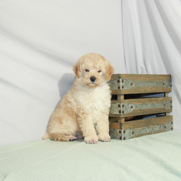 Poodle-DOG-Male-Apricot-3155-Petland Woodlands, TX