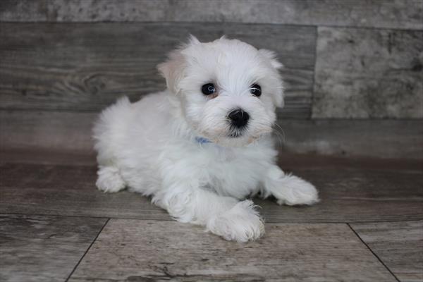 Maltese-DOG-Male-White-3183-Petland Woodlands, TX
