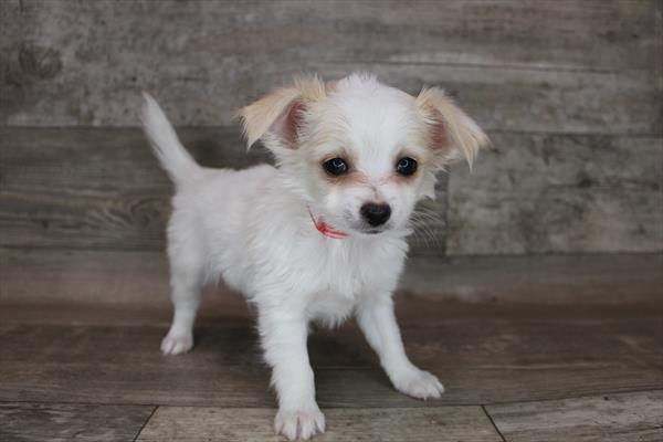 Chihuahua-DOG-Male-Cream-3184-Petland Woodlands, TX