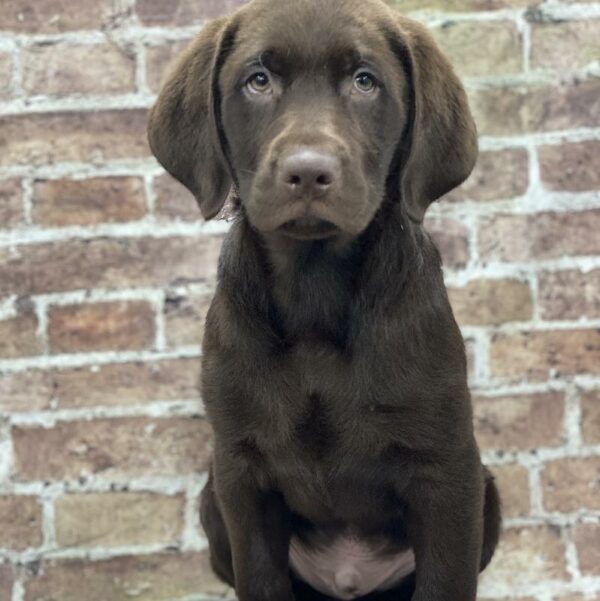 Labrador Retriever-DOG-Male-Chocolate-460-Petland Woodlands, TX