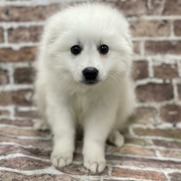 American Eskimo-DOG-Male-White-475-Petland Woodlands, TX
