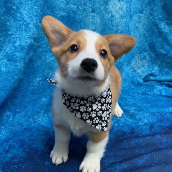 Pembroke Welsh Corgi-DOG-Male-Red/White-628-Petland Woodlands, TX